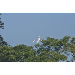 Ranger 600 3 kanals flyver med gyro 