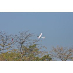 Ranger 600 3 kanals flyver med gyro 